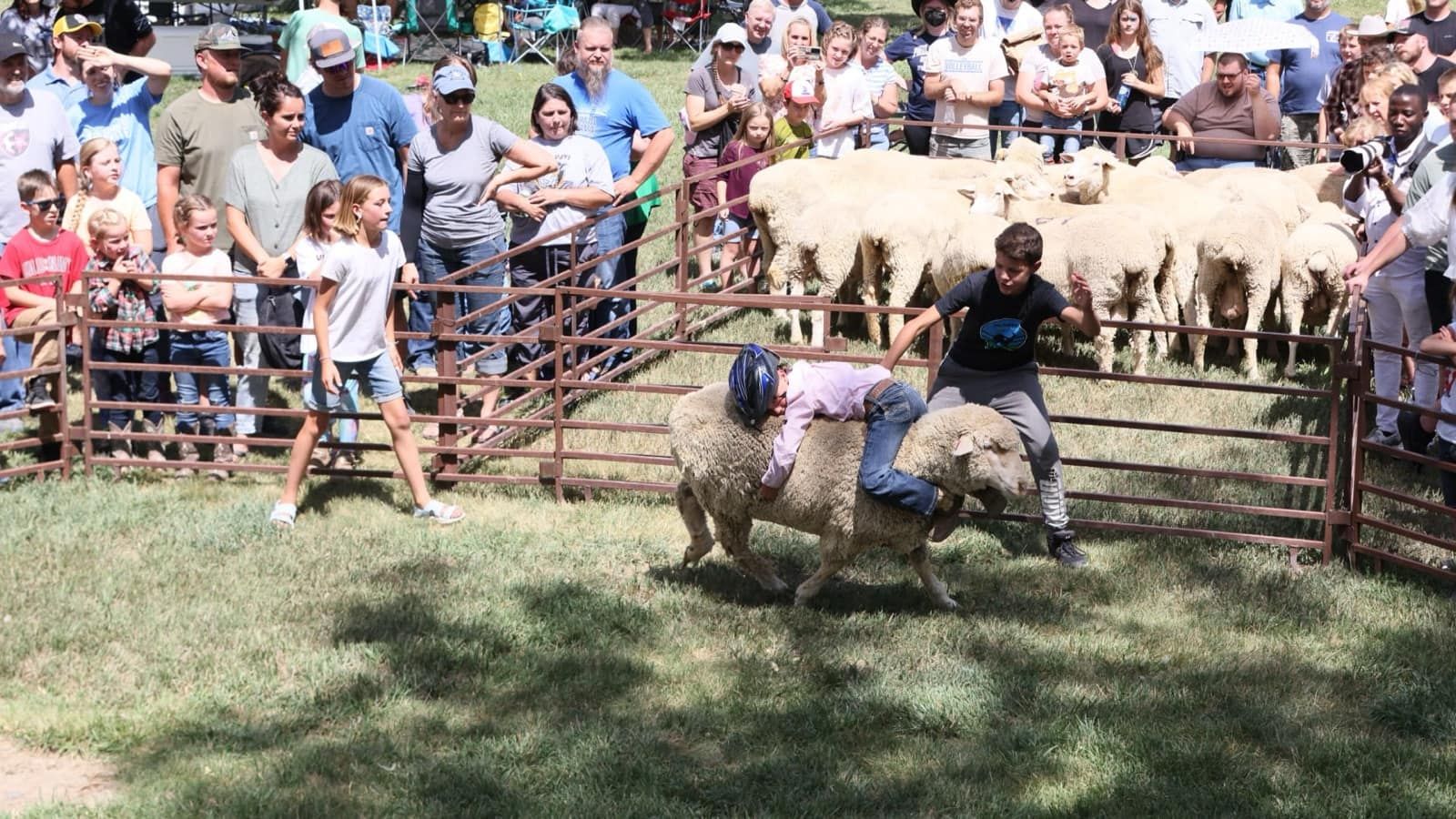Mutton bustin'
